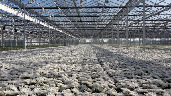 Only Sensational Pina Colada Chrysanthemums Grow Here - phoso greenhouse right - on thursd
