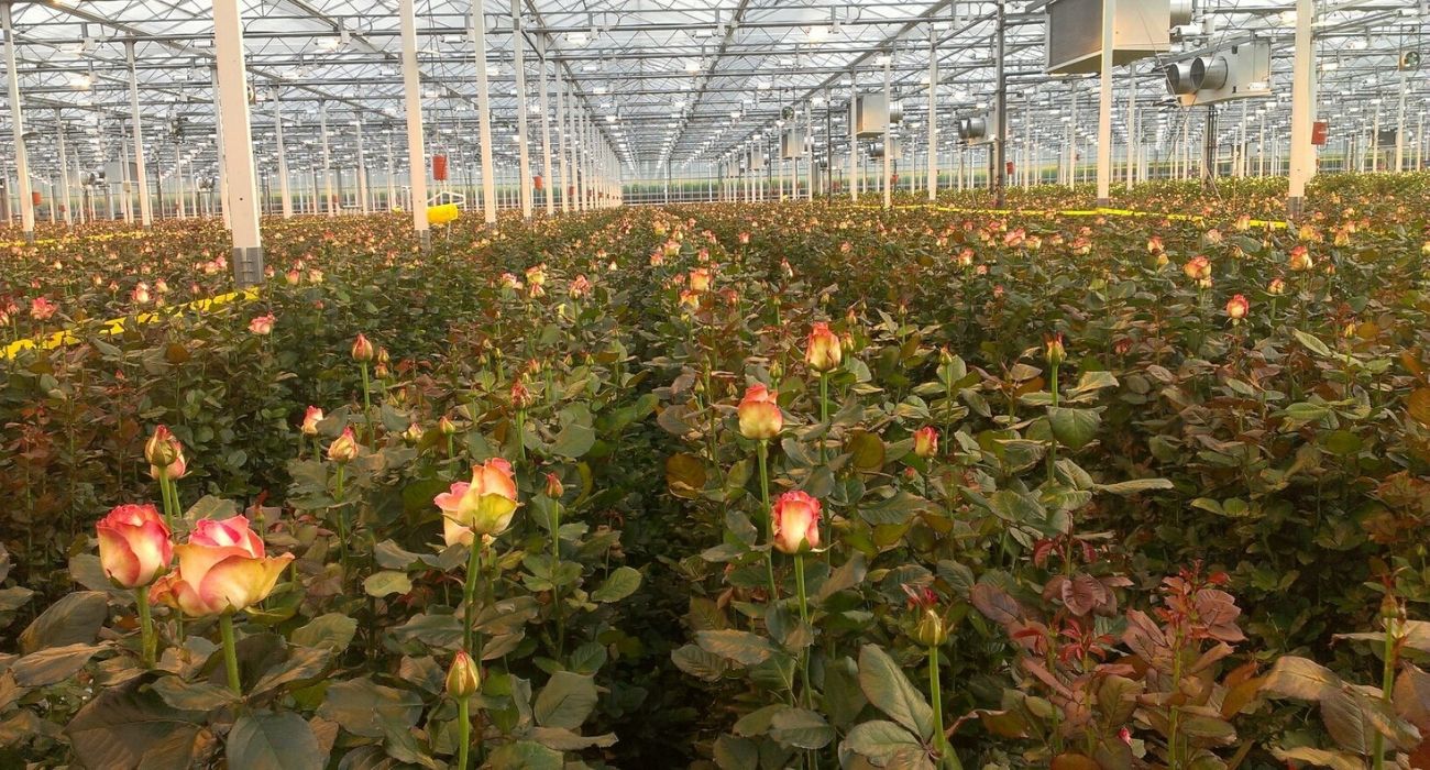 van-den-berg-roses-grower-on-thursd-header