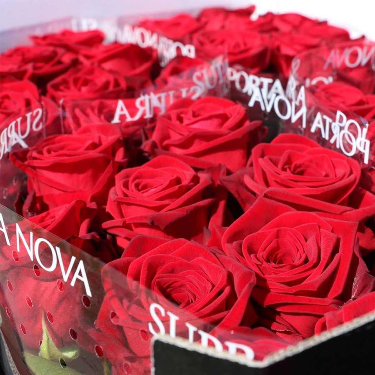 porta-nova-roses-grower-on-thursd-featured