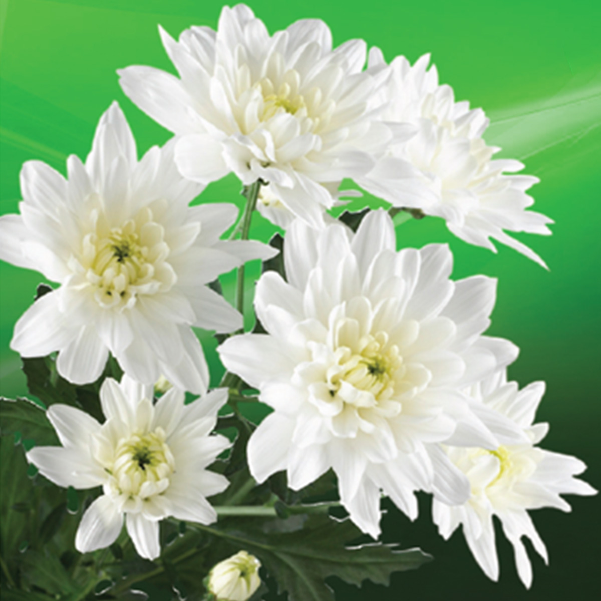 henda-flowers-feature