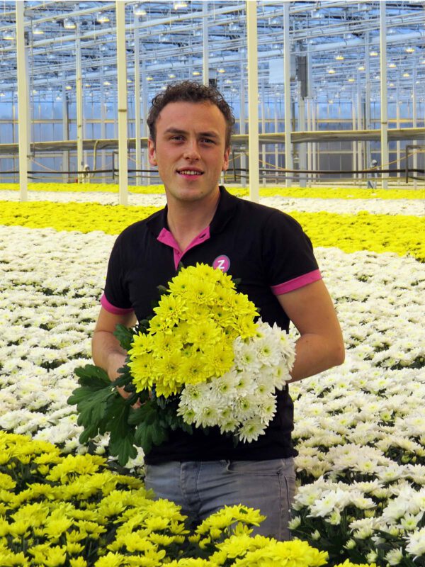 The Chrysant with the Perfect Green Heart