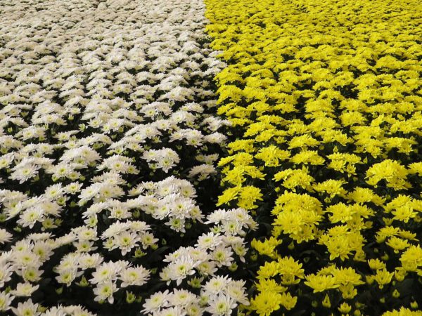 The Chrysant with the Perfect Green Heart