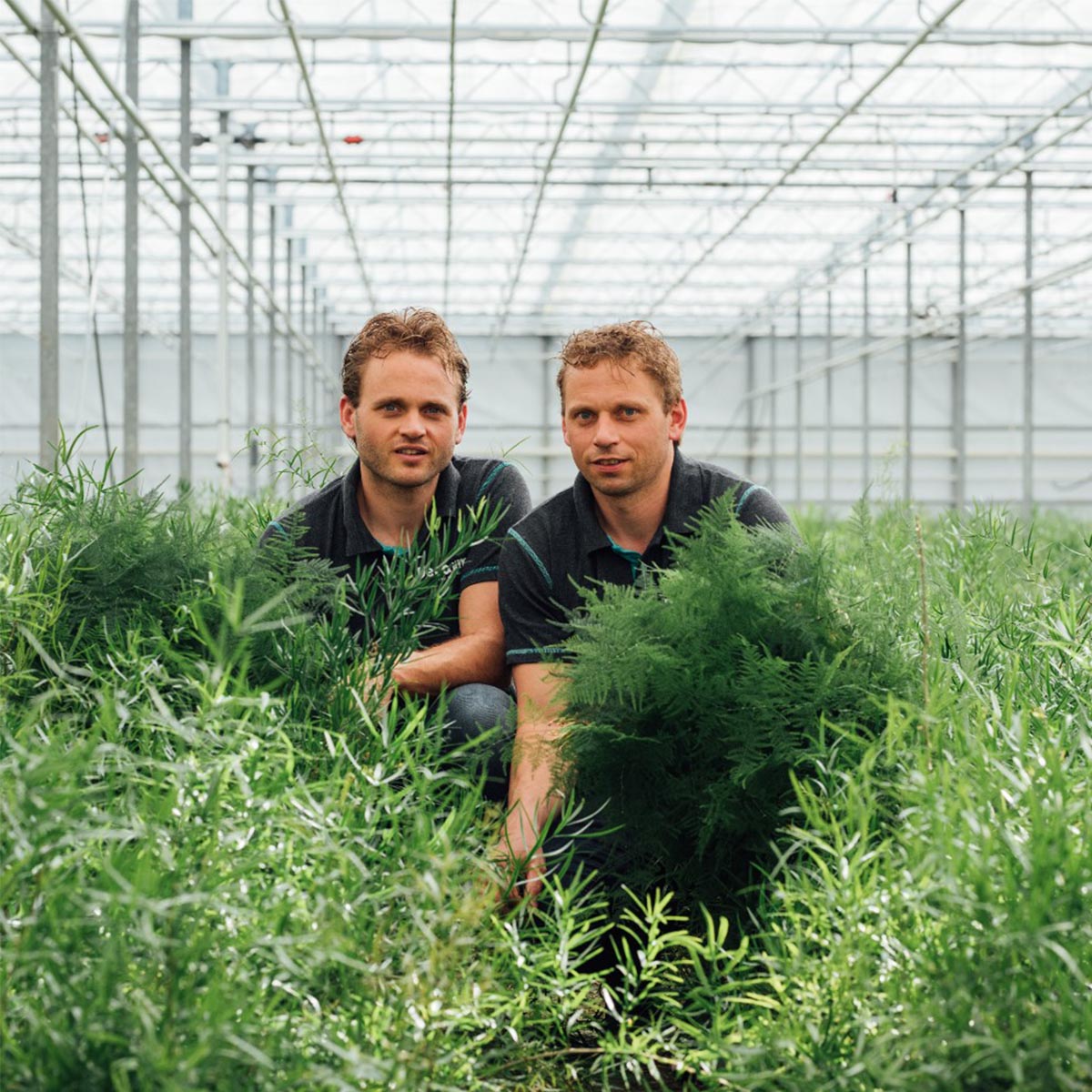 van-der-valk-groenesier-grower-on-thursd-feature