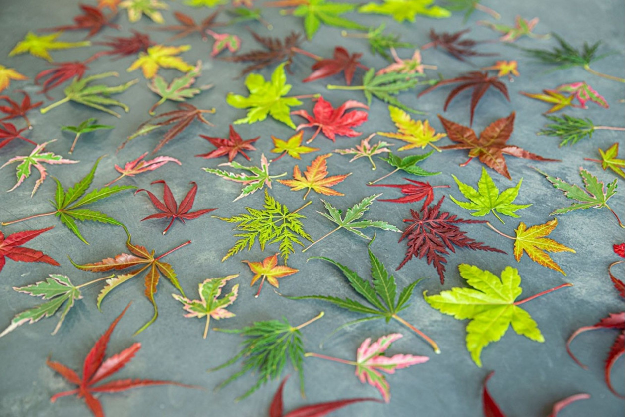 Van Son & Koot - Grower featured on Thursd