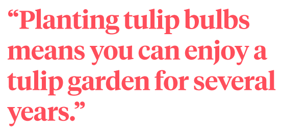 These Are the Benefits of Planting Tulip Bulbs