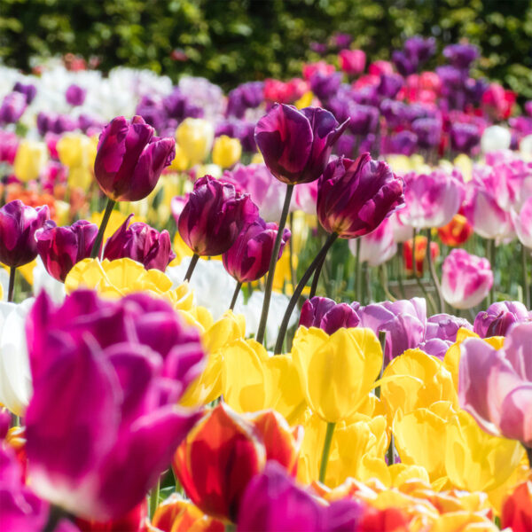 These Are the Benefits of Planting Tulip Bulbs