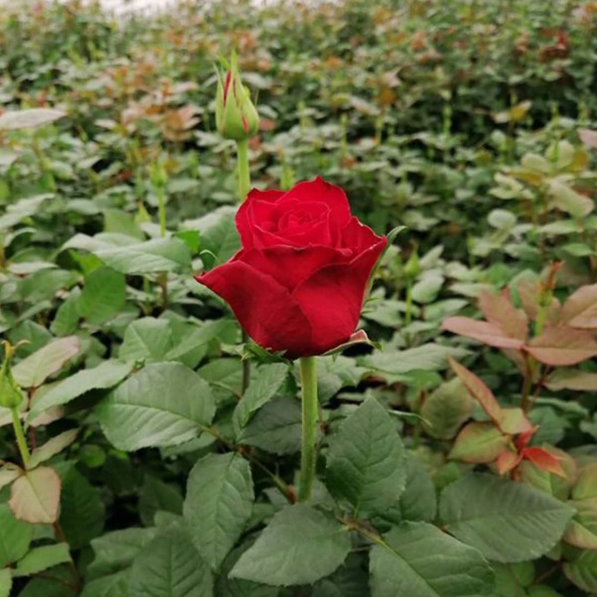 baraka-roses-grower-on-thursd-feature