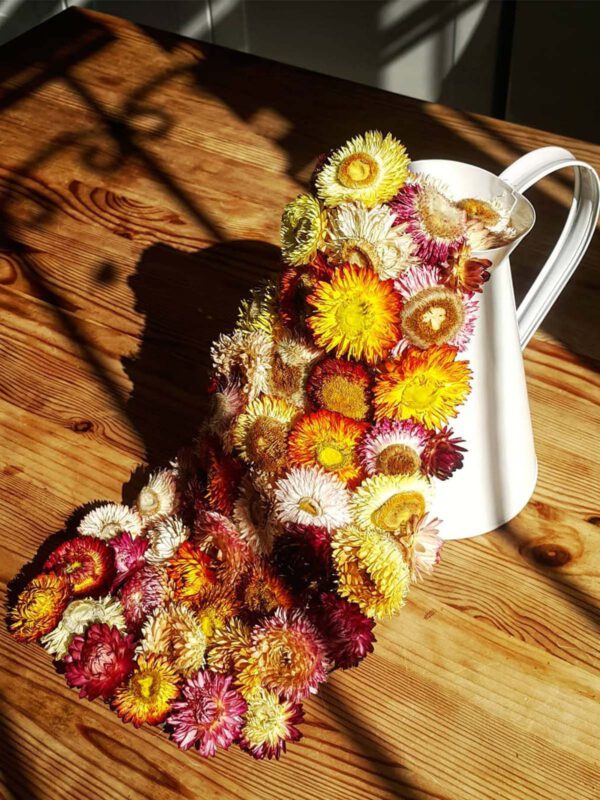 Designing with South African Flowers