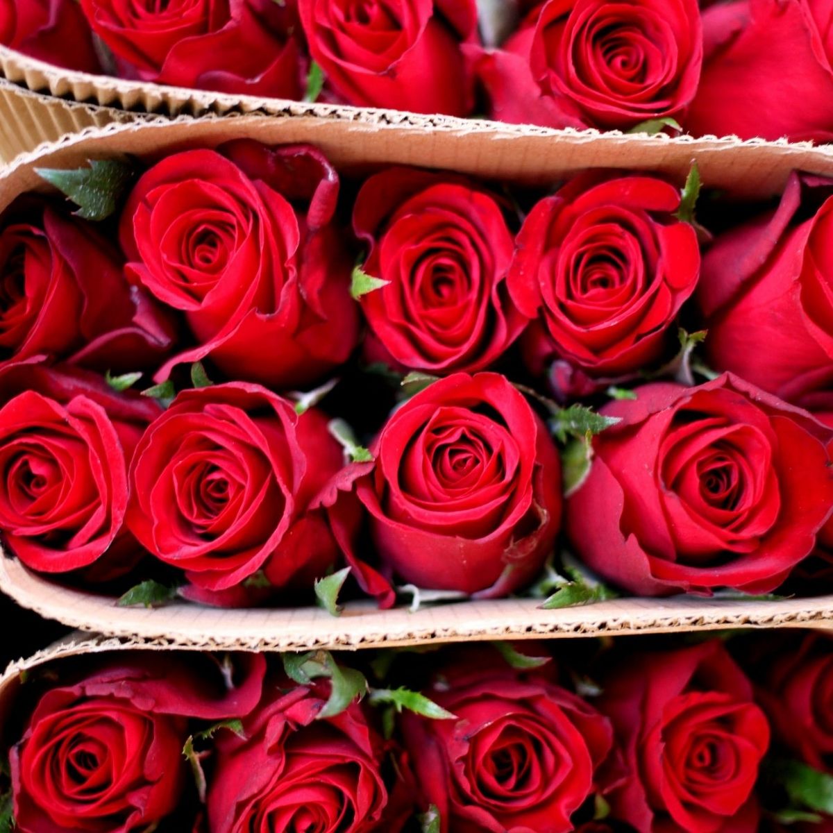 karen-roses-grower-on-thursd-featured-photo