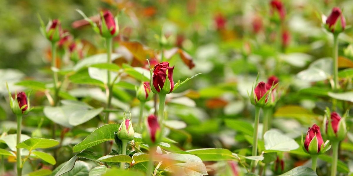 karen-roses-grower-on-thursd-header-photo