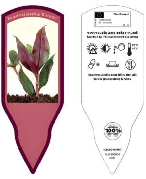 Tradescantia ROXXO -  on Thursd. Label