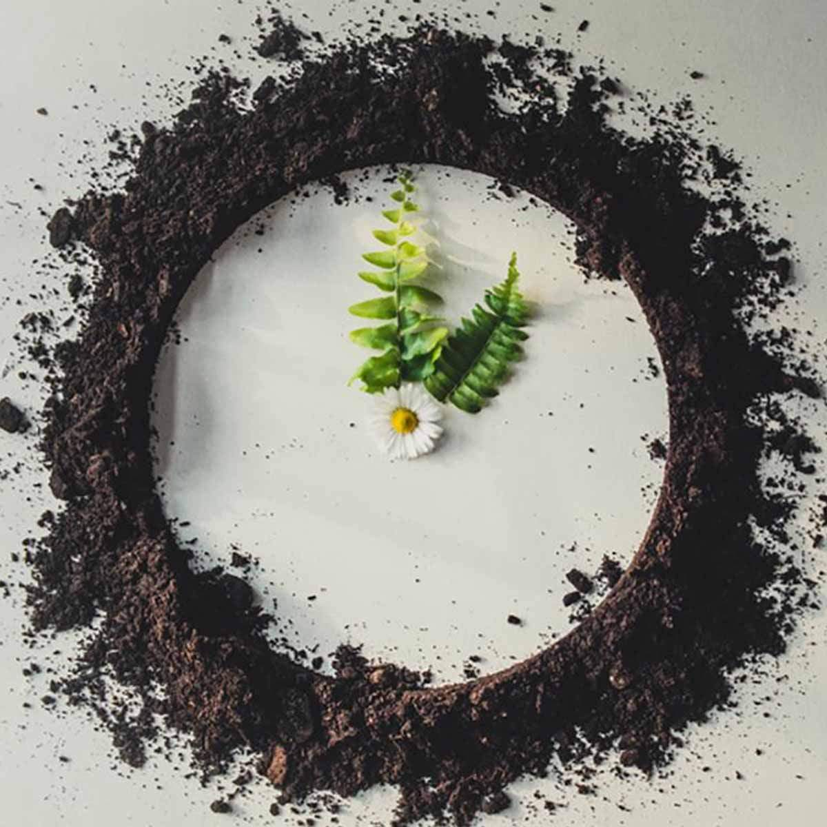 circular-economy-in-floriculture-featured