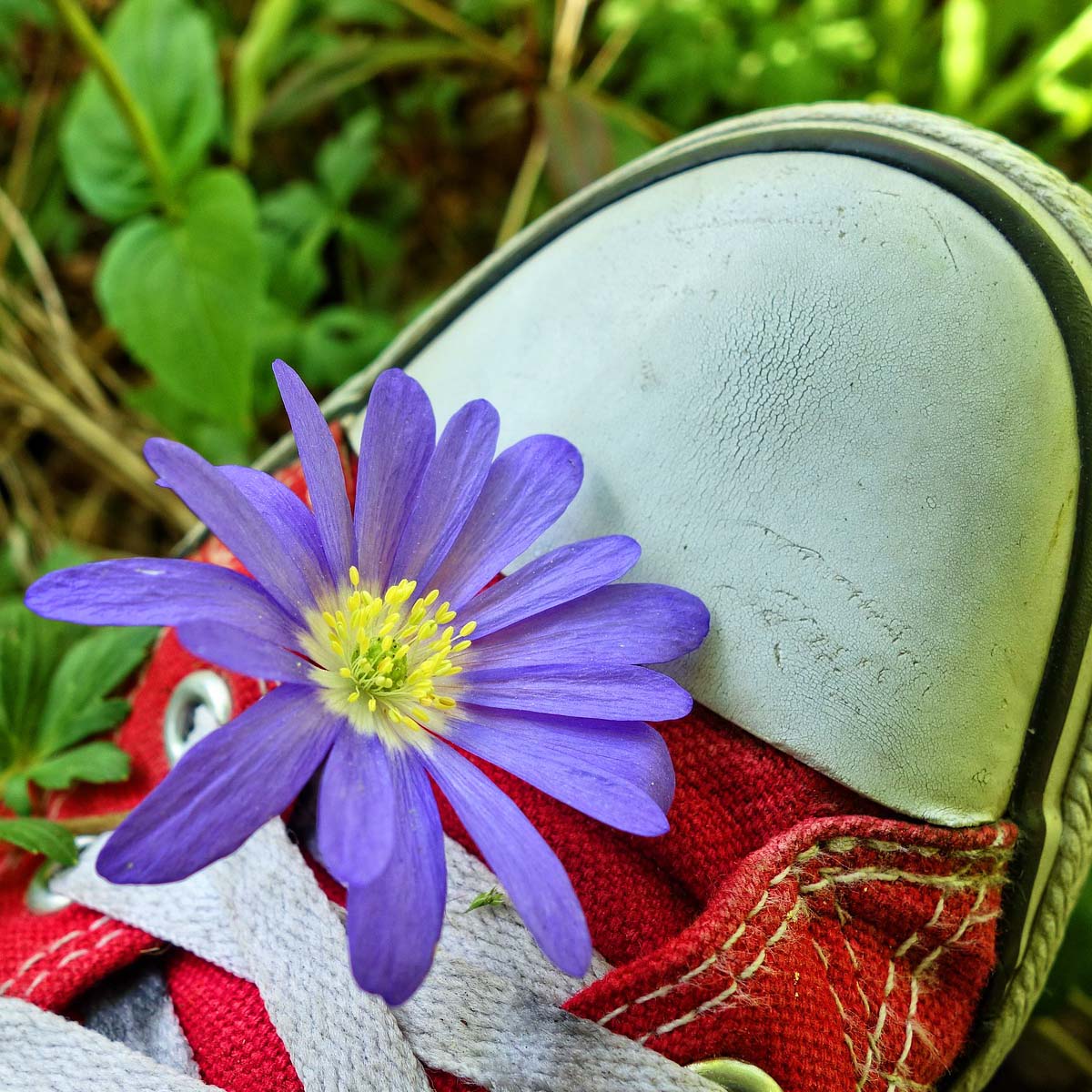 the-footprint-of-a-flower-featured