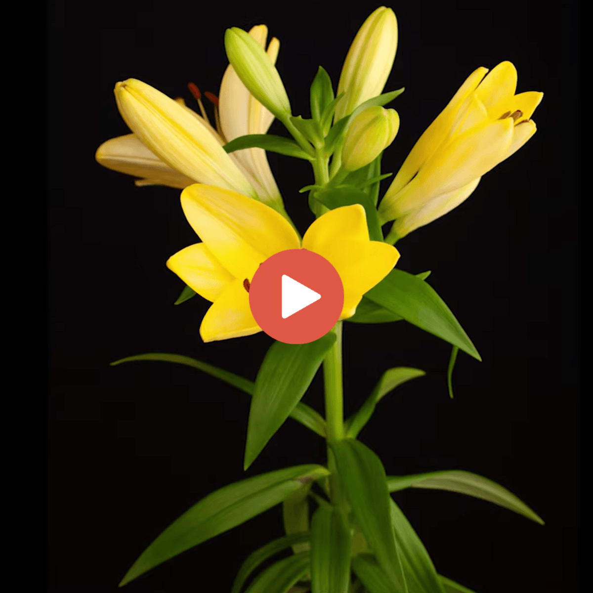 lily-aygo-time-lapse-featured