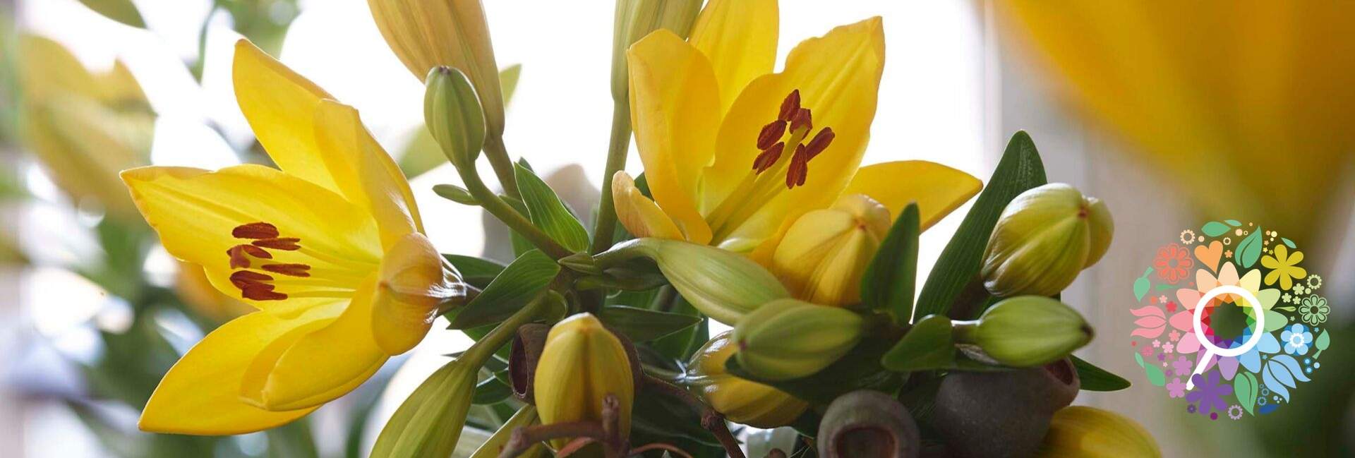 lily-aygo-time-lapse-header