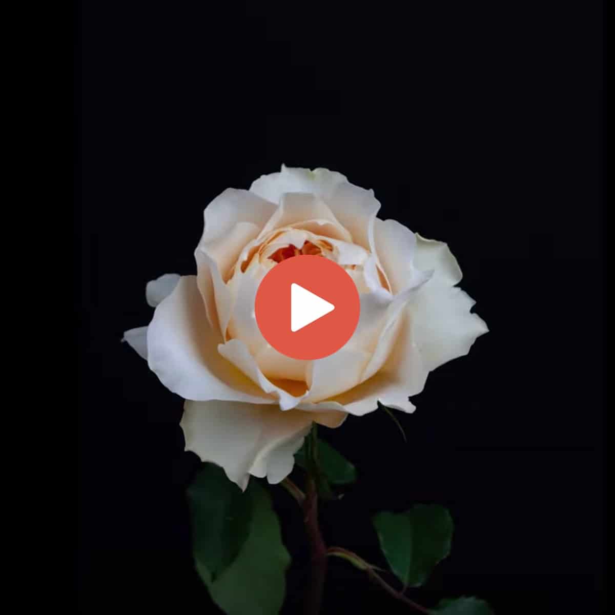 david-austin-wedding-rose-effie-time-lapse-featured