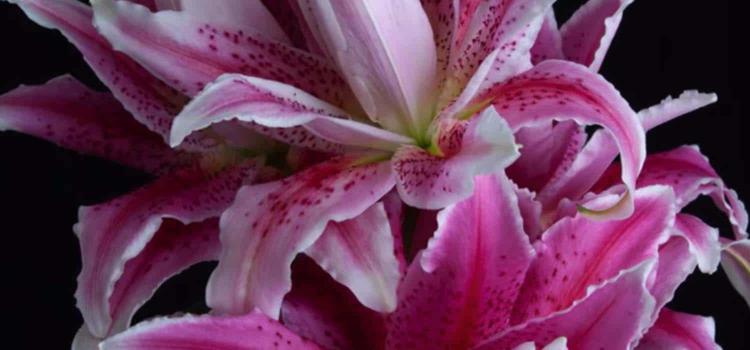 roselily-thalita-double-flowered-lily-time-lapse-header