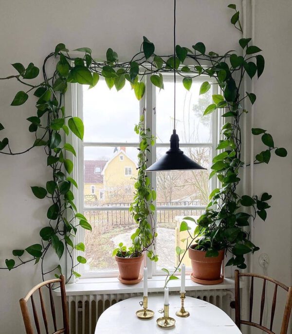 Plant Design Favorites on Instagram house plants