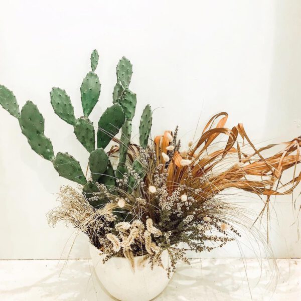 Plant Design Favorites on Instagram cactus plant design