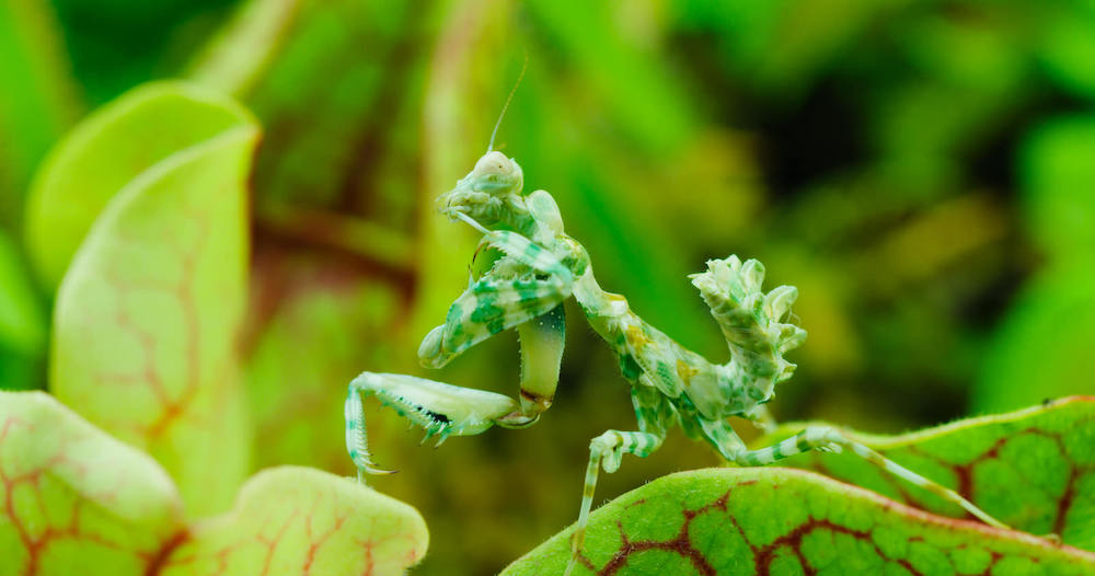 This Menacing Carnivorous Plant Timelapse Is A Horror Movie For