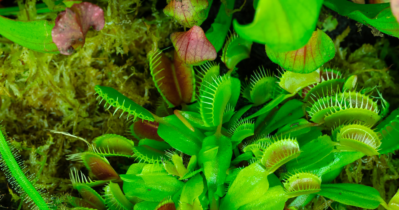 Green Reapers Venus Flytraps