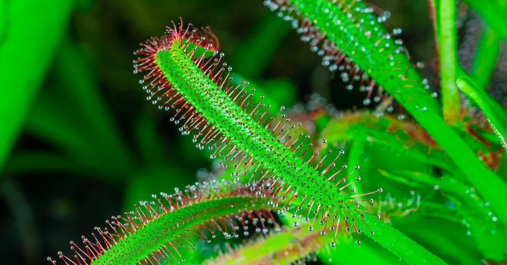 It's Insects vs. Carnivorous Plants in 'The Green Reapers' Macro Timelapses Film