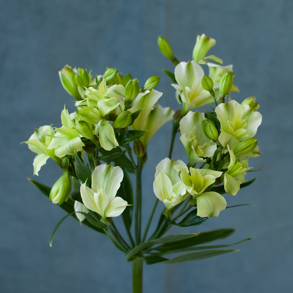the-alstroemeria-florinca-line-has-a-new-minty-green-member-featured