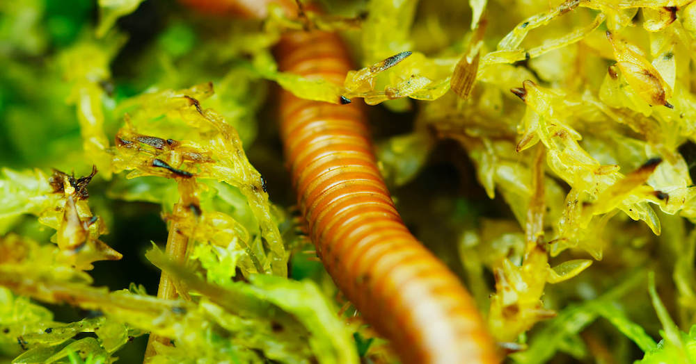 This Menacing Carnivorous Plant Timelapse Is A Horror Movie For