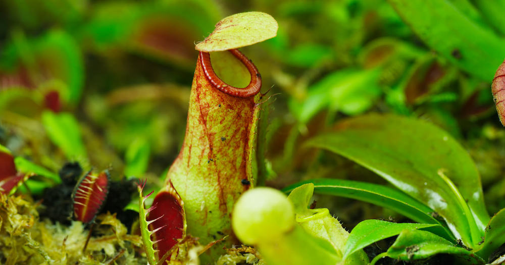 It's Insects vs. Carnivorous Plants in 'The Green Reapers' Macro Timelapses Thomas Blanchard