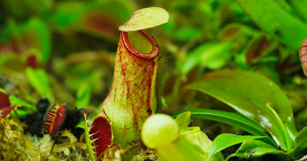 Green Reapers Nepenthes and Venus Flytrap