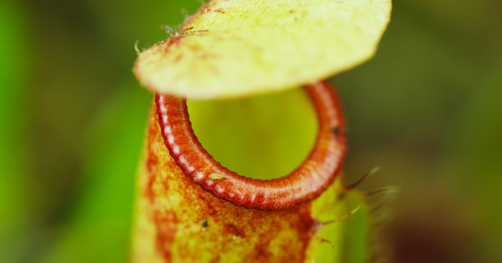 Green Reapers - Nepenthes