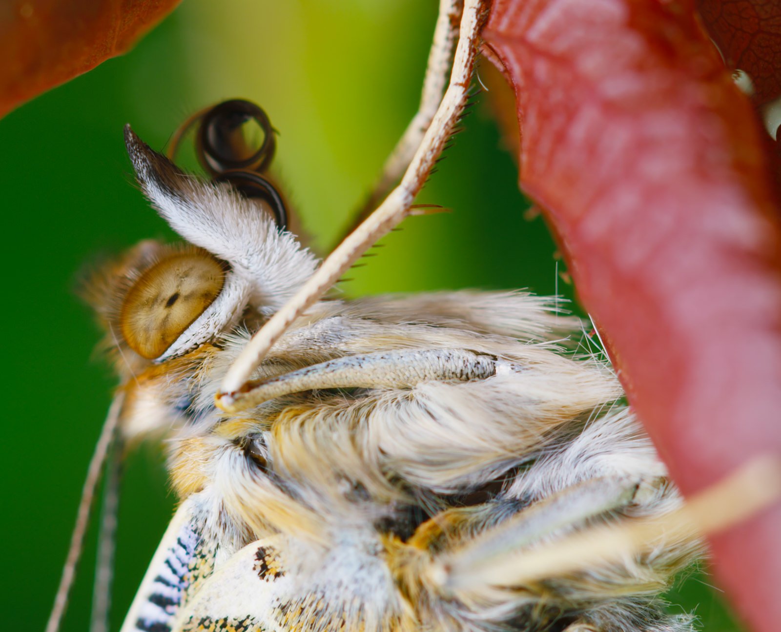 It's Insects vs. Carnivorous Plants in 'The Green Reapers' Macro Timelapses Thomas Blanchard