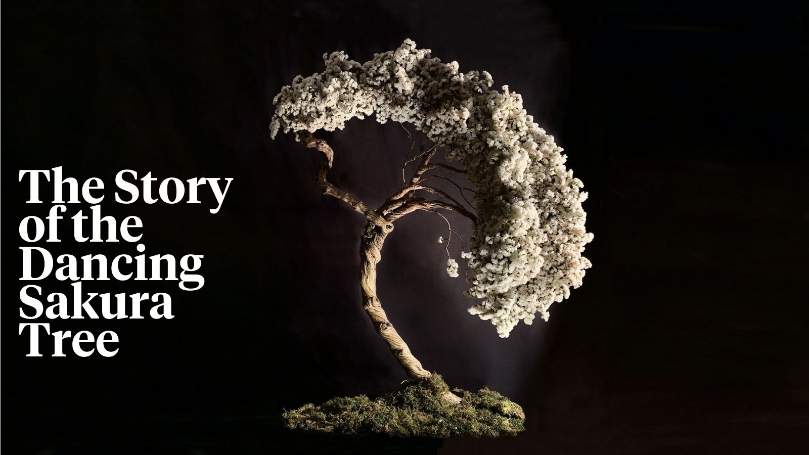 the-story-of-the-dancing-sakura-tree-header