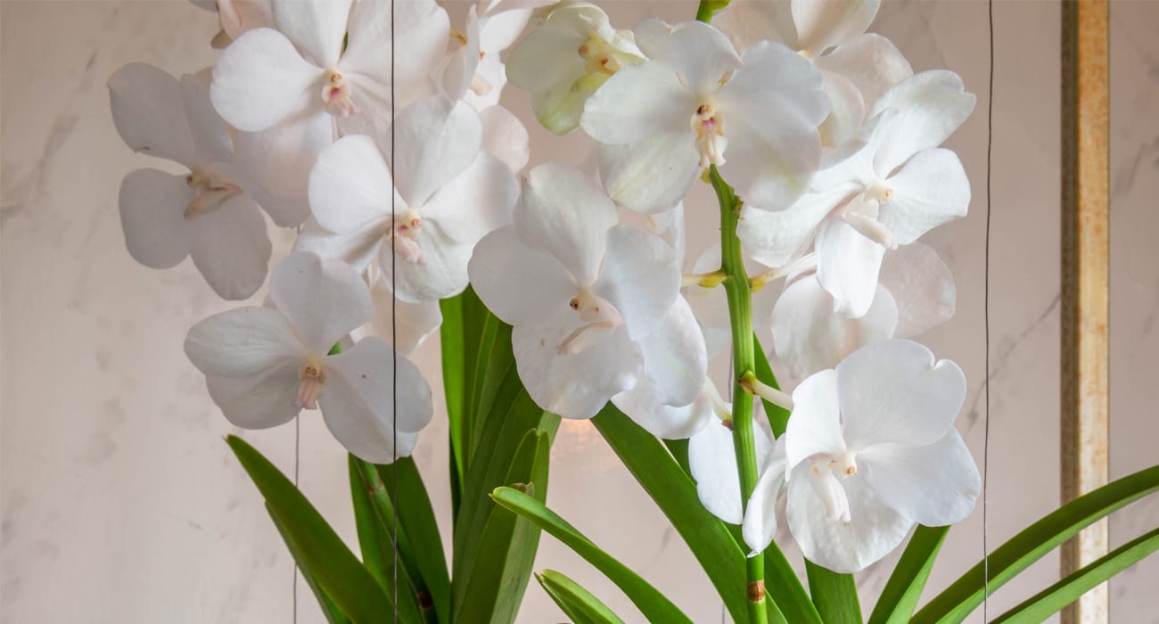 soren-van-laer-and-his-great-connection-with-vanda-orchids-header