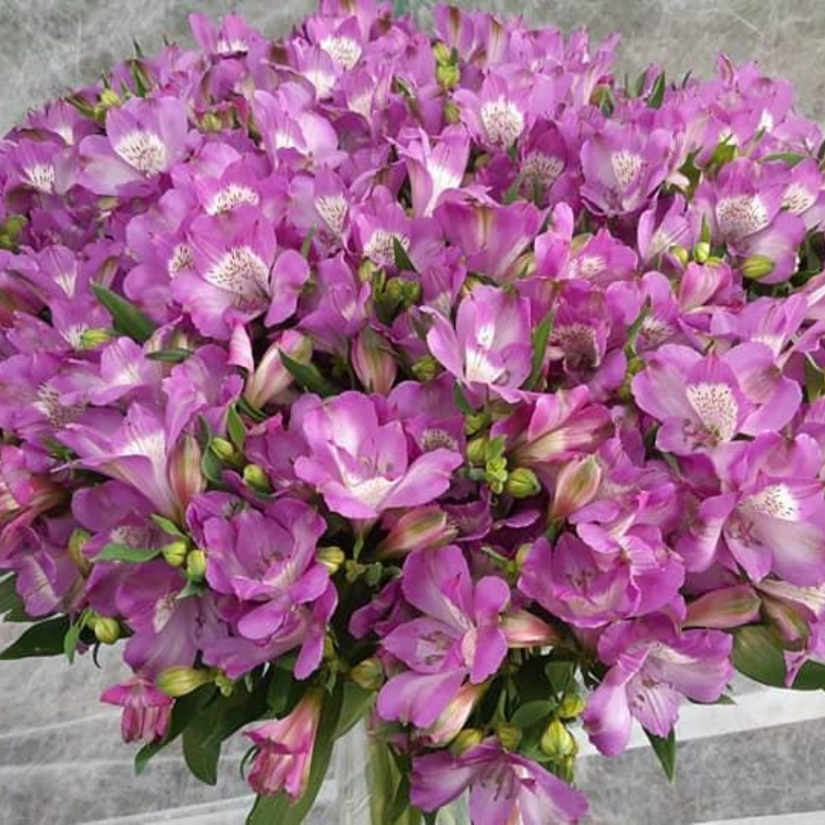 a-time-lapse-of-the-alstroemeria-ardenne-featured