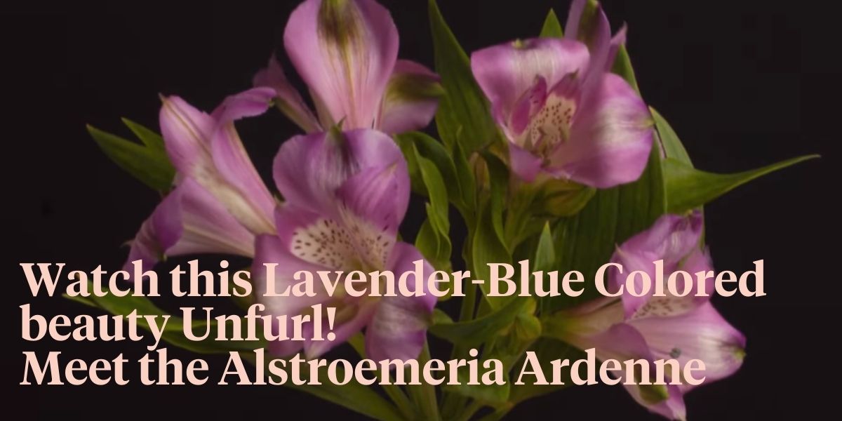 a-time-lapse-of-the-alstroemeria-ardenne-header