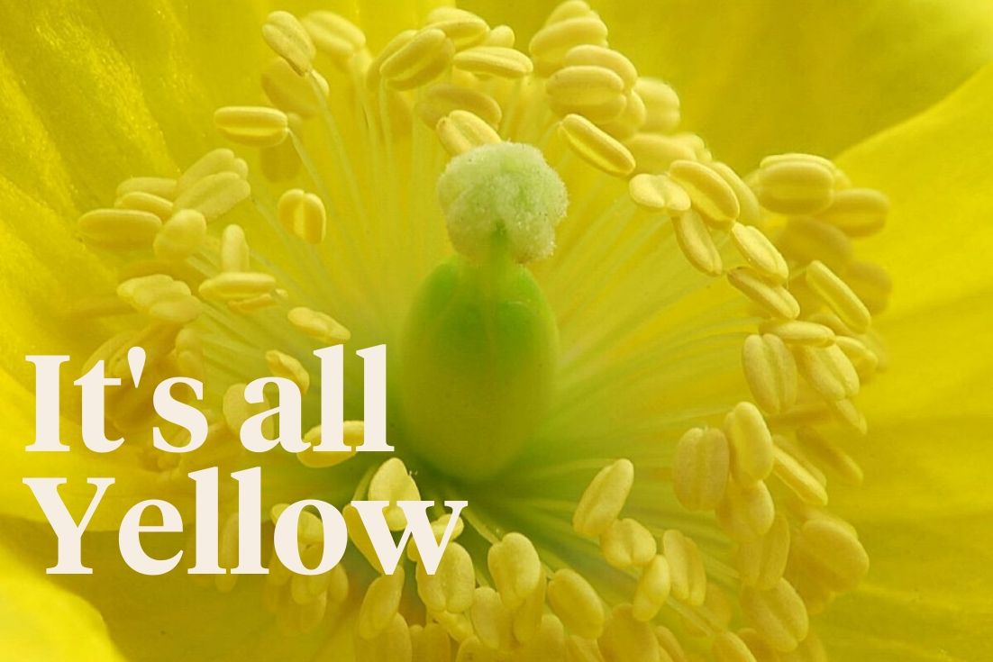 floral-photography-by-paul-all-yellow-header