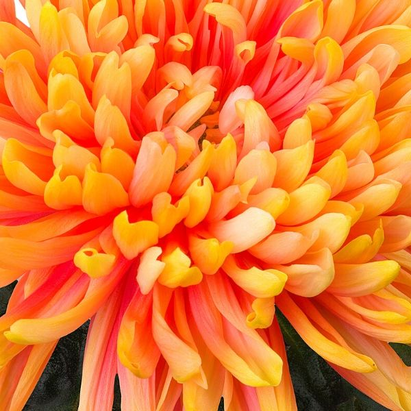 the-antonov-chrysanthemum-featured