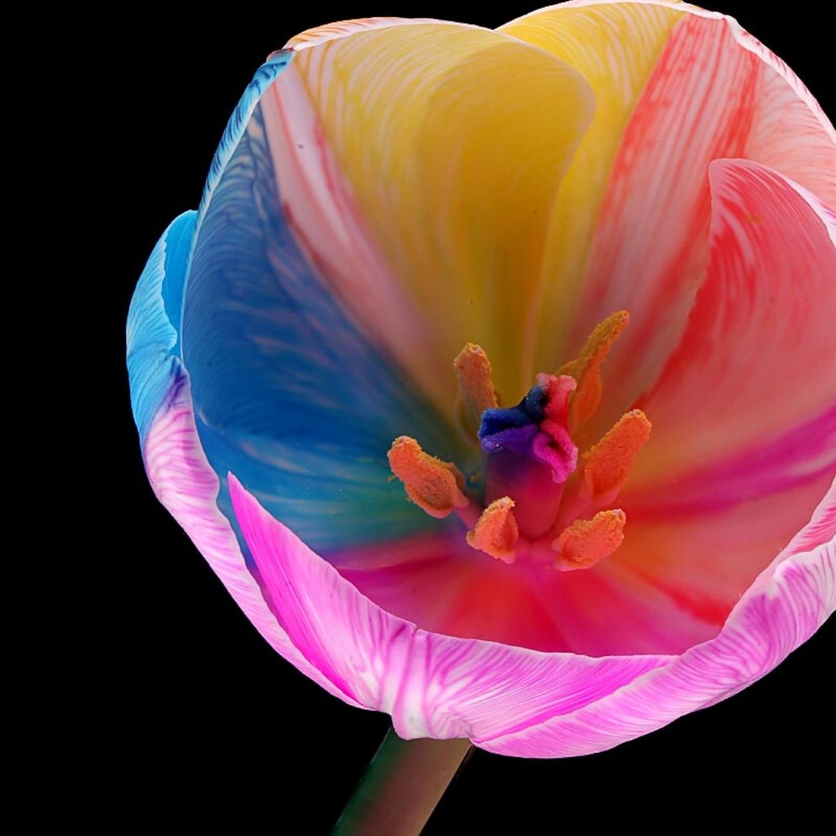 floral-photography-by-paul-rainbow-flowers-featured