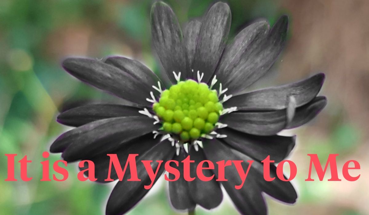 the-mysterious-black-flowers-header