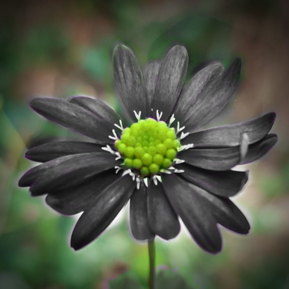 The mysterious black flowers - CGTN