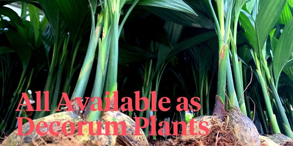 15-decorum-plants-of-right-now-header