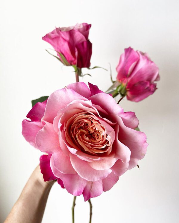 Wabara Miyabi roses