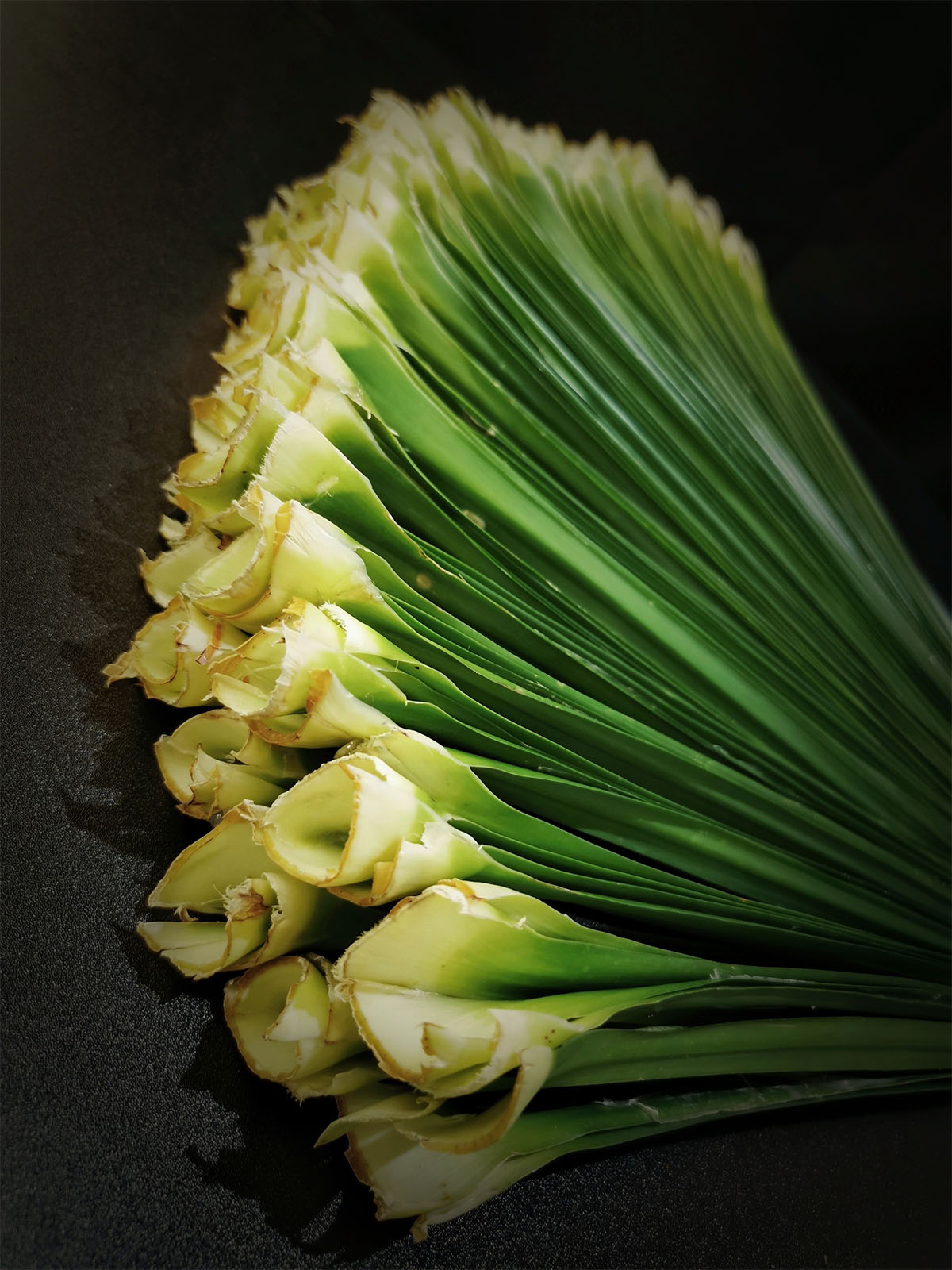 the-new-stunning-appeal-of-a-yucca-leaf-featured