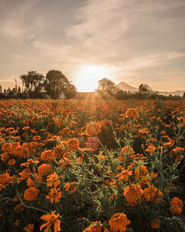Marigold flowers of the dead field in Puebla Mexico on Thursd