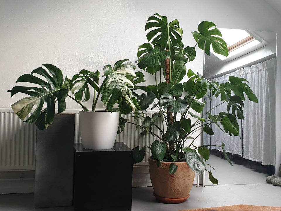 Monstera plants with Monstera Albo variegata on the left