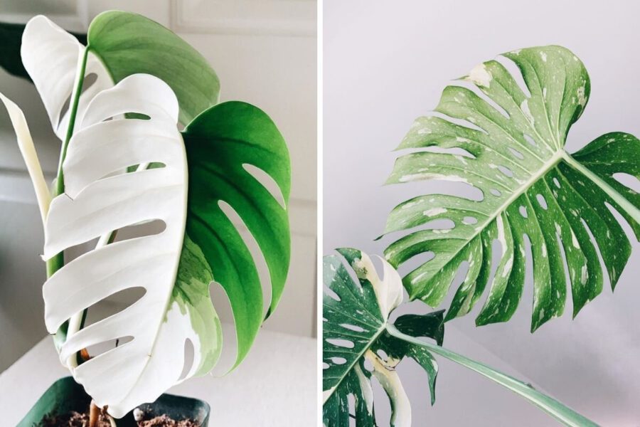 Monstera Albo Variegata from Thailand 6 Pot Priced from Only $52