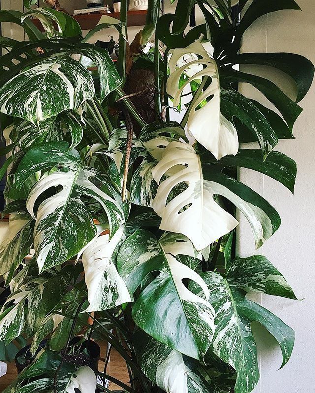 ② Monstera Variegata Albo full moon & marbled (kopstek) — Plantes