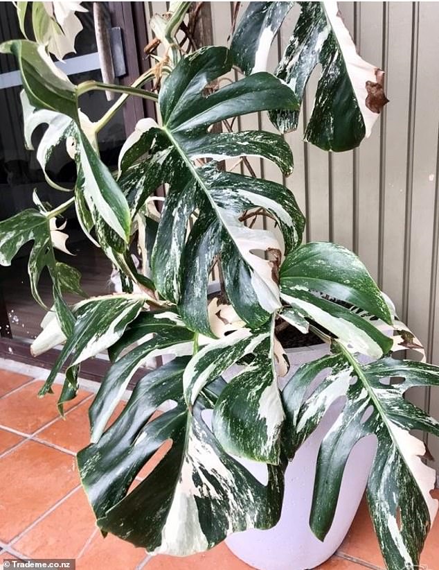 Monstera Albo Variegata Mature N1 