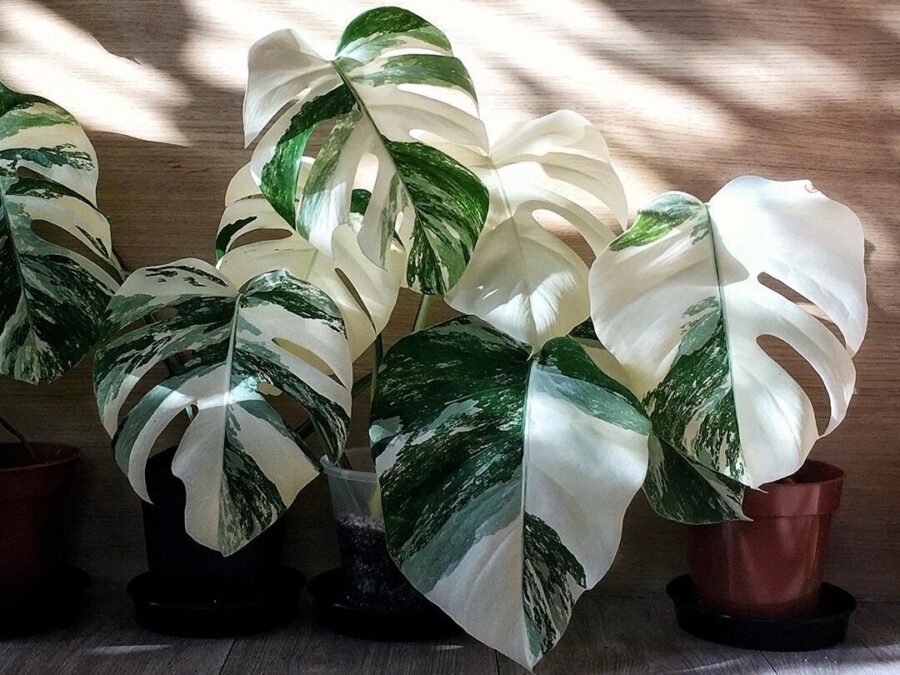 The rare and elusive Variegated Monstera